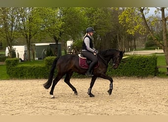 Niemiecki koń sportowy, Wałach, 5 lat, 166 cm, Skarogniada