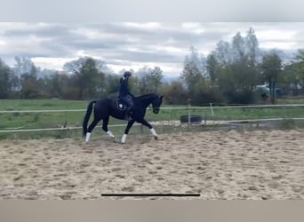 Niemiecki koń sportowy, Wałach, 5 lat, 167 cm, Ciemnogniada