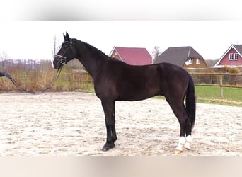 Niemiecki koń sportowy, Wałach, 5 lat, 167 cm, Kara