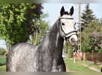 Niemiecki koń sportowy, Wałach, 5 lat, 167 cm, Siwa