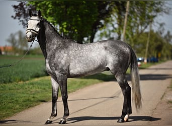 Niemiecki koń sportowy, Wałach, 5 lat, 167 cm, Siwa