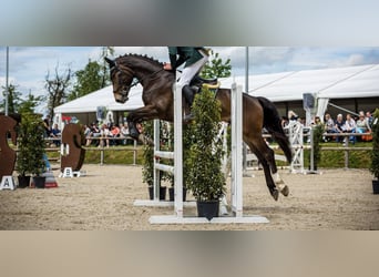 Niemiecki koń sportowy, Wałach, 5 lat, 168 cm, Ciemnogniada