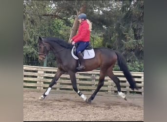 Niemiecki koń sportowy, Wałach, 5 lat, 168 cm, Ciemnogniada