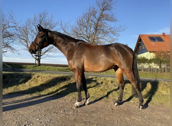 Niemiecki koń sportowy, Wałach, 5 lat, 168 cm, Gniada