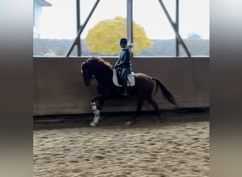 Niemiecki koń sportowy, Wałach, 5 lat, 168 cm, Kasztanowata