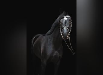 Niemiecki koń sportowy, Wałach, 5 lat, 169 cm, Kara