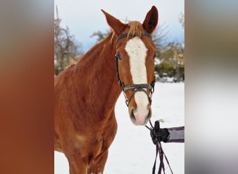 Niemiecki koń sportowy, Wałach, 5 lat, 169 cm, Kasztanowata