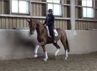 Niemiecki koń sportowy, Wałach, 5 lat, 170 cm, Kasztanowata