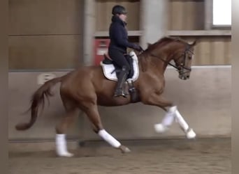 Niemiecki koń sportowy, Wałach, 5 lat, 170 cm, Kasztanowata
