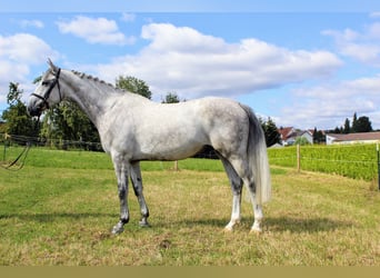 Niemiecki koń sportowy, Wałach, 5 lat, 170 cm, Siwa