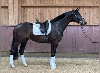 Niemiecki koń sportowy, Wałach, 5 lat, 170 cm, Skarogniada