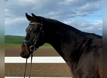 Niemiecki koń sportowy, Wałach, 5 lat, 171 cm, Ciemnogniada