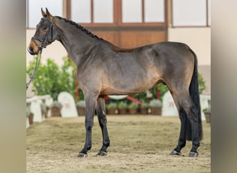 Niemiecki koń sportowy, Wałach, 5 lat, 171 cm, Gniada