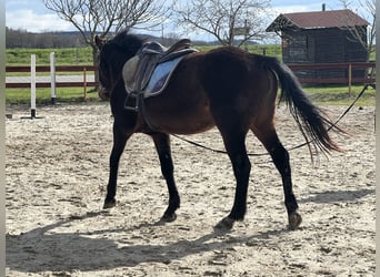 Niemiecki koń sportowy, Wałach, 5 lat, 171 cm, Siwa