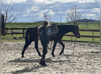 Niemiecki koń sportowy, Wałach, 5 lat, 171 cm, Siwa