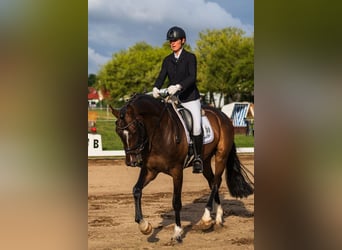 Niemiecki koń sportowy, Wałach, 5 lat, 173 cm, Ciemnogniada