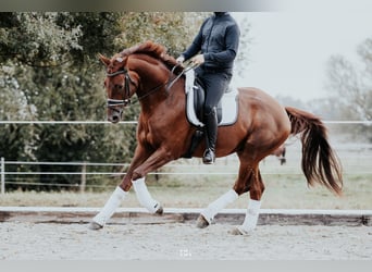 Niemiecki koń sportowy, Wałach, 5 lat, 173 cm, Ciemnokasztanowata