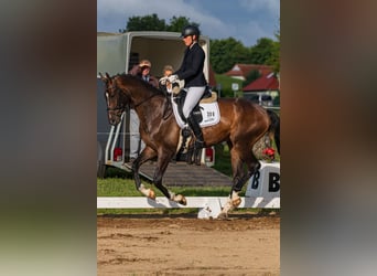 Niemiecki koń sportowy, Wałach, 5 lat, 173 cm, Gniada