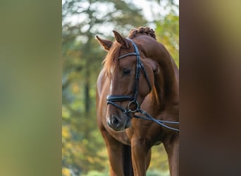 Niemiecki koń sportowy, Wałach, 5 lat, 173 cm, Kasztanowata