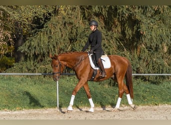 Niemiecki koń sportowy, Wałach, 5 lat, 173 cm, Kasztanowata