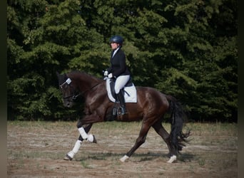 Niemiecki koń sportowy, Wałach, 5 lat, 176 cm, Kara