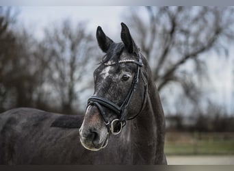Niemiecki koń sportowy, Wałach, 6 lat, 164 cm, Siwa