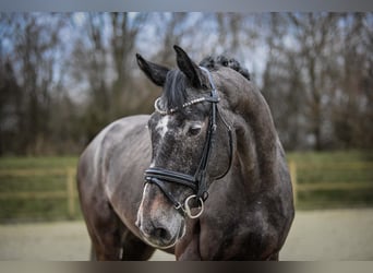 Niemiecki koń sportowy, Wałach, 6 lat, 164 cm, Siwa