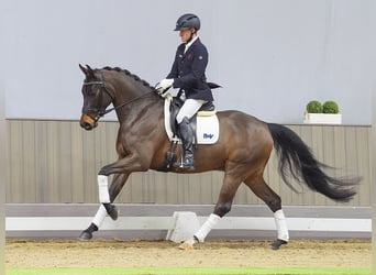 Niemiecki koń sportowy, Wałach, 6 lat, 165 cm, Ciemnogniada