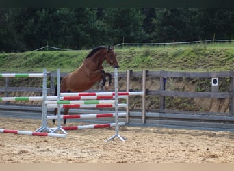 Niemiecki koń sportowy, Wałach, 6 lat, 165 cm, Gniada