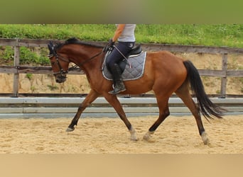 Niemiecki koń sportowy, Wałach, 6 lat, 165 cm, Gniada