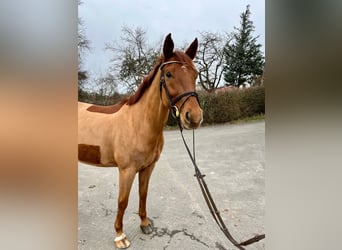 Niemiecki koń sportowy, Wałach, 6 lat, 165 cm, Kasztanowata