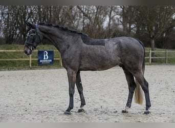 Niemiecki koń sportowy, Wałach, 6 lat, 165 cm, Siwa