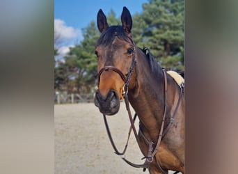 Niemiecki koń sportowy, Wałach, 6 lat, 166 cm, Ciemnogniada
