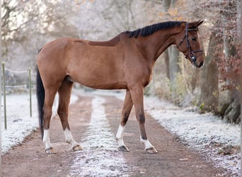 Niemiecki koń sportowy, Wałach, 6 lat, 166 cm, Gniada