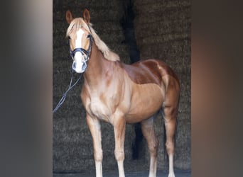 Niemiecki koń sportowy, Wałach, 6 lat, 166 cm, Kasztanowata