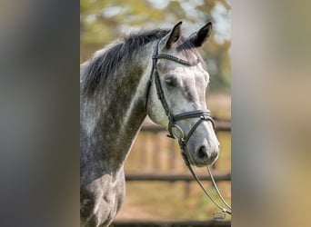 Niemiecki koń sportowy, Wałach, 6 lat, 166 cm, Siwa
