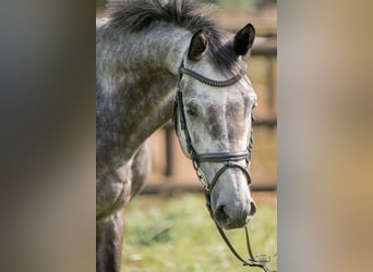 Niemiecki koń sportowy, Wałach, 6 lat, 166 cm, Siwa