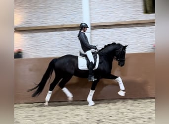 Niemiecki koń sportowy, Wałach, 6 lat, 167 cm, Kara