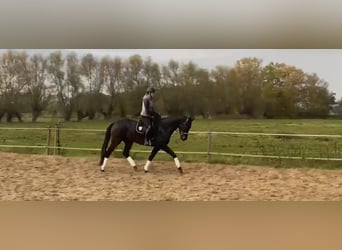 Niemiecki koń sportowy, Wałach, 6 lat, 168 cm, Ciemnogniada