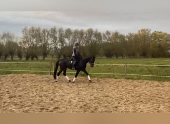Niemiecki koń sportowy, Wałach, 6 lat, 168 cm, Ciemnogniada