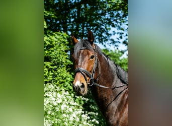 Niemiecki koń sportowy, Wałach, 6 lat, 168 cm, Gniada