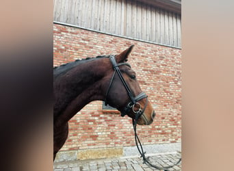 Niemiecki koń sportowy, Wałach, 6 lat, 168 cm, Gniada
