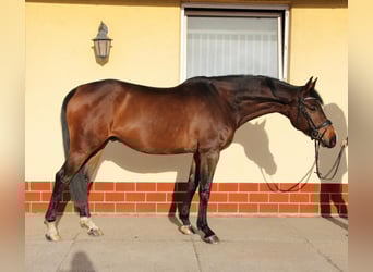 Niemiecki koń sportowy, Wałach, 6 lat, 170 cm, Gniada