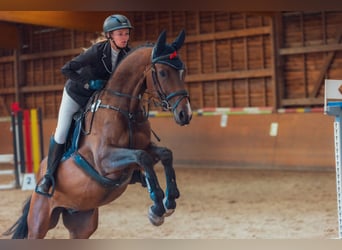 Niemiecki koń sportowy, Wałach, 6 lat, 170 cm, Gniada