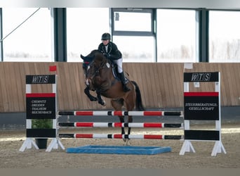 Niemiecki koń sportowy, Wałach, 6 lat, 170 cm, Gniada