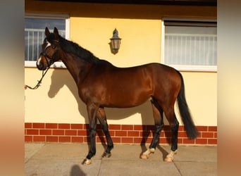 Niemiecki koń sportowy, Wałach, 6 lat, 170 cm, Gniada