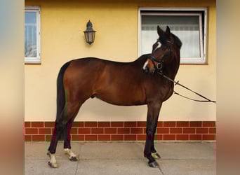 Niemiecki koń sportowy, Wałach, 6 lat, 170 cm, Gniada