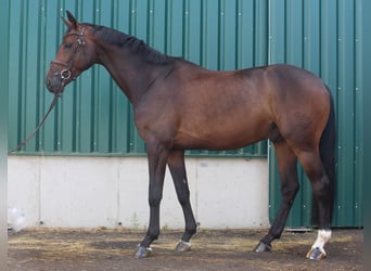 Niemiecki koń sportowy, Wałach, 6 lat, 170 cm, Gniada