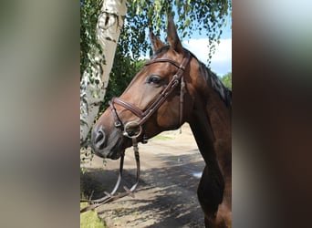 Niemiecki koń sportowy, Wałach, 6 lat, 170 cm, Gniada