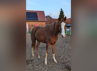 Niemiecki koń sportowy, Wałach, 6 lat, 170 cm, Kasztanowata